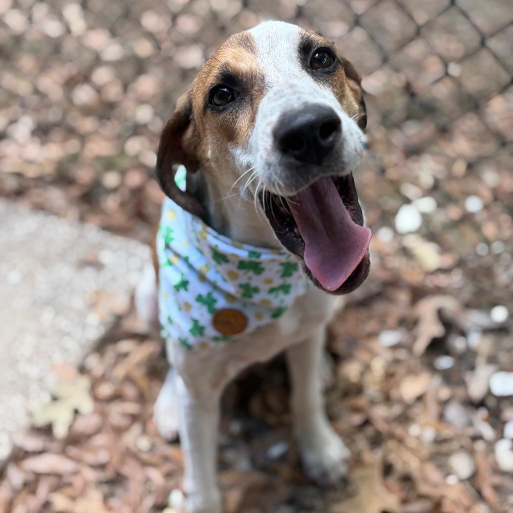 Enlarge Lucky, a Adoptable mixed breed in Lufkin, TX image 3/6