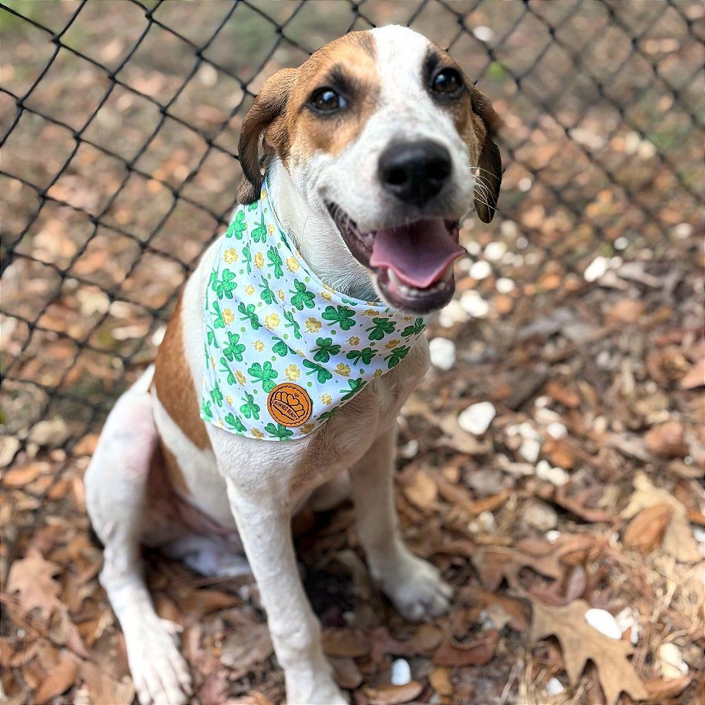 Enlarge Lucky, a Adoptable mixed breed in Lufkin, TX image 4/6