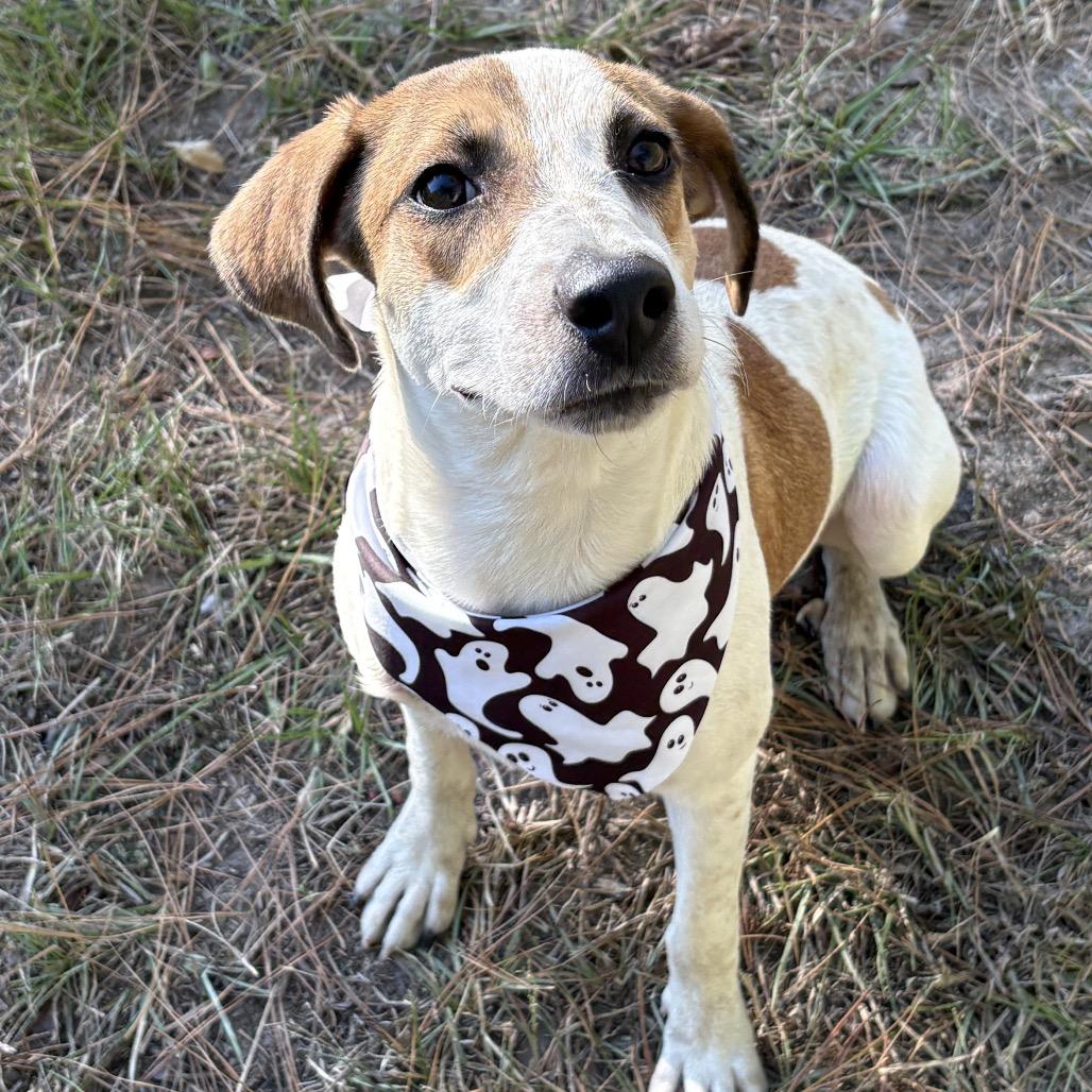 Enlarge Lucky, a Adoptable mixed breed in Lufkin, TX image 5/6