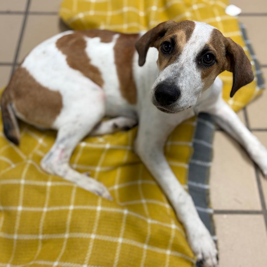 Enlarge Lucky, a Adoptable mixed breed in Lufkin, TX image 6/6