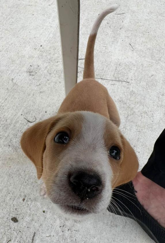 Enlarge Wilder, a Adoptable mixed breed in Eutawville, SC image 3/5