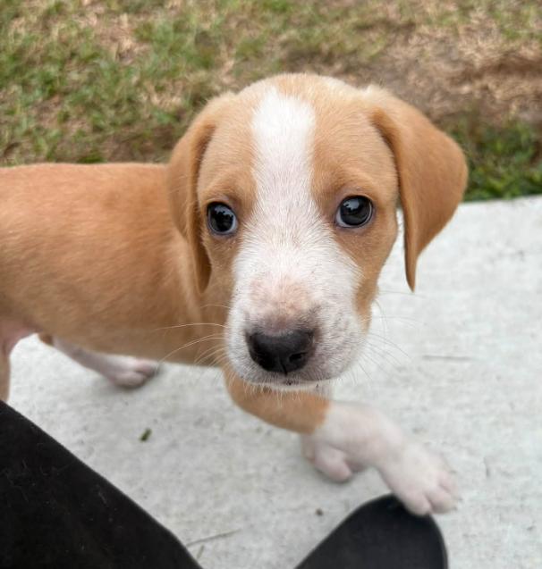 Enlarge Wilder, a Adoptable mixed breed in Eutawville, SC image 5/5