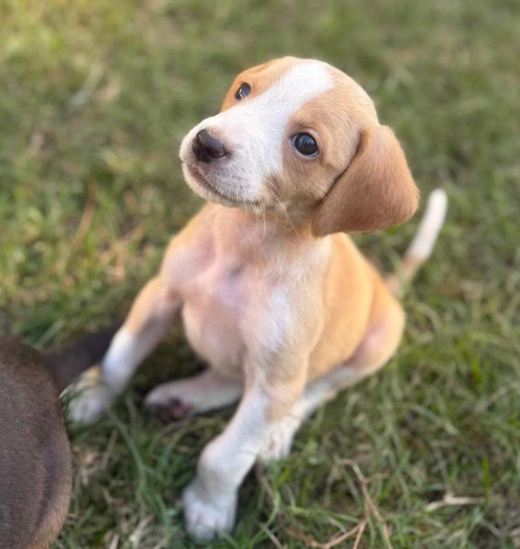 Wilder, Adoptable, Puppy Male Hound.
