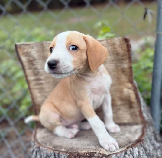 Enlarge Wilder, a Adoptable mixed breed in Eutawville, SC image 1/5