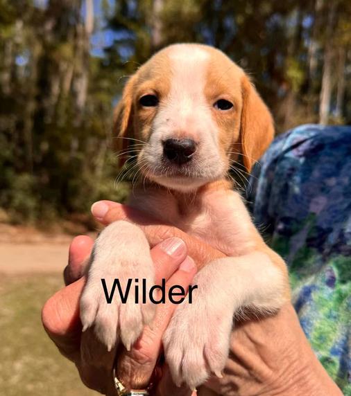 Enlarge Wilder, a Adoptable mixed breed in Eutawville, SC image 2/2