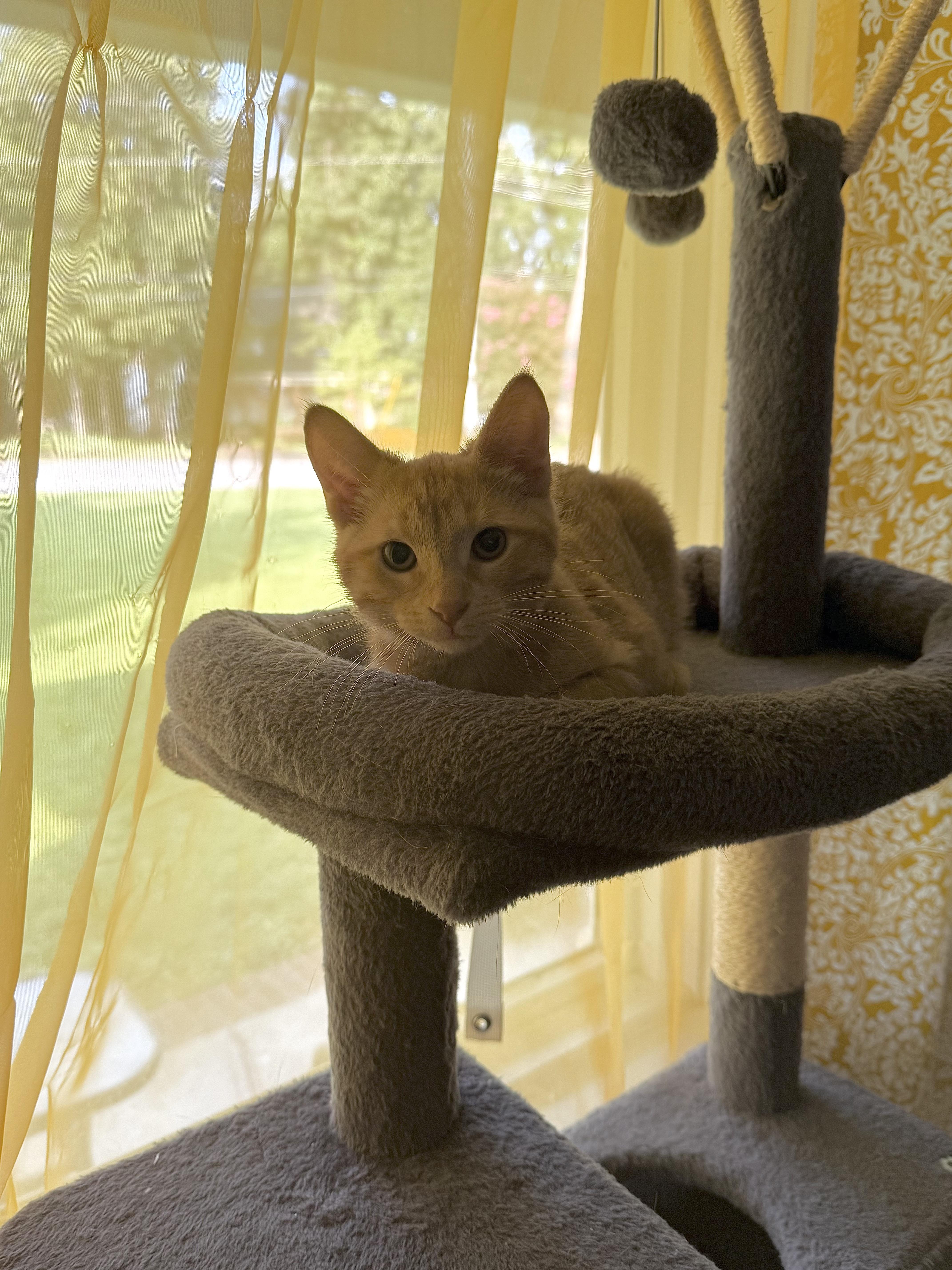 Gnocchi, a ADOPTABLE Tabby in Murray, KY image 4/6