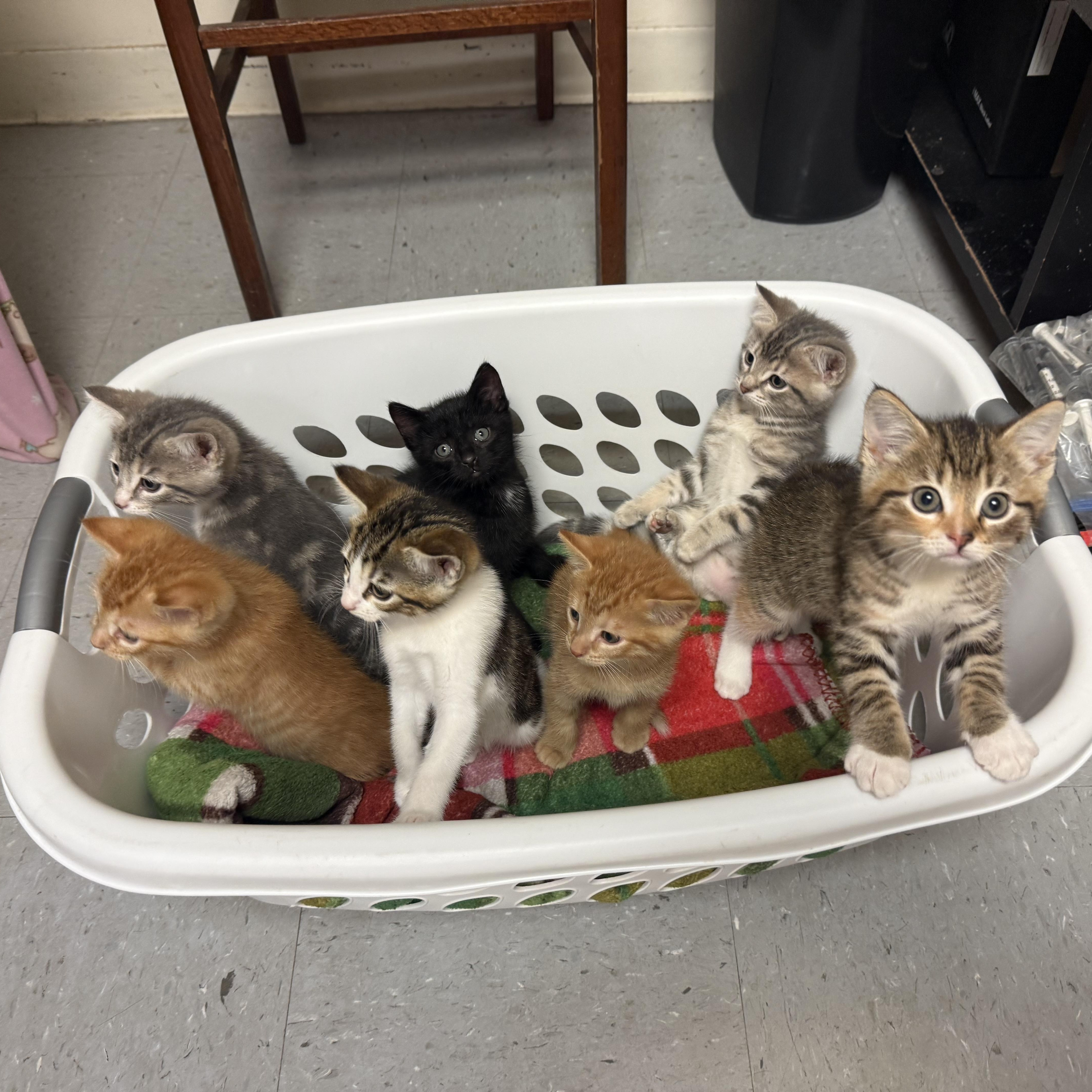 Gnocchi, a ADOPTABLE Tabby in Murray, KY image 2/2
