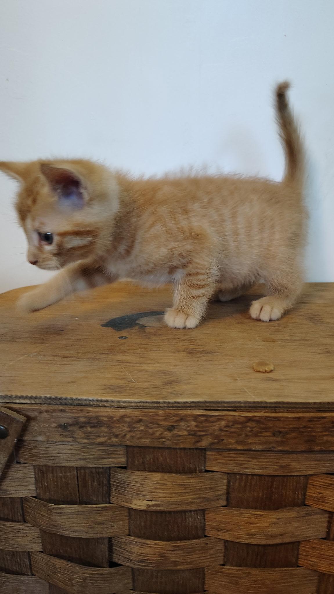 Gnocchi, a ADOPTABLE Tabby in Murray, KY image 1/2
