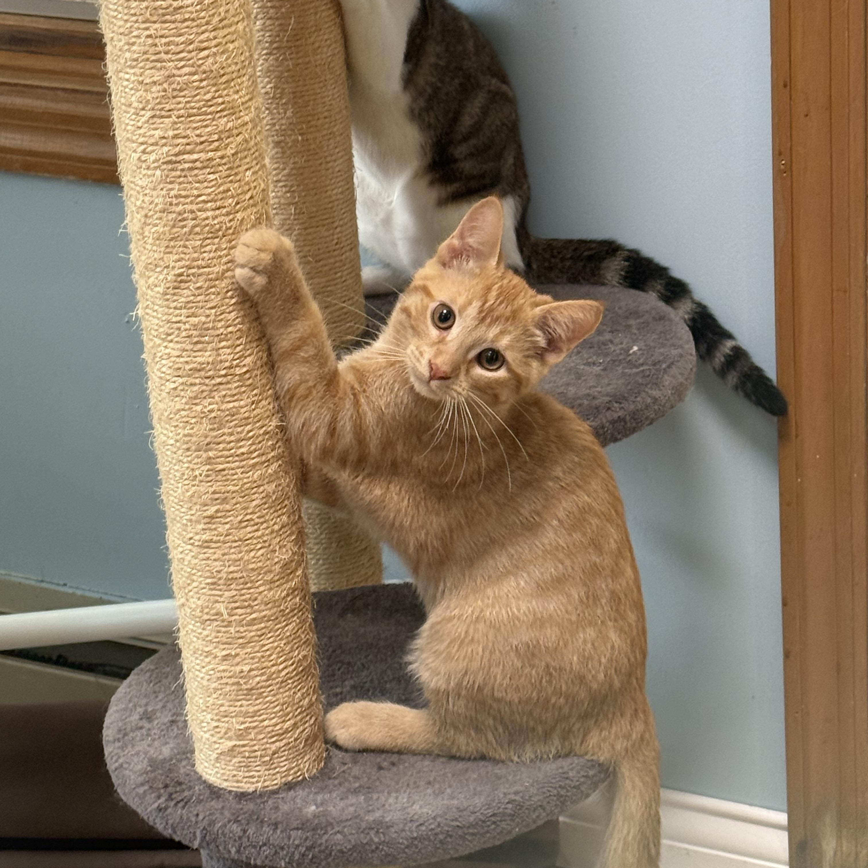 Gnocchi, a ADOPTABLE Tabby in Murray, KY image 5/6