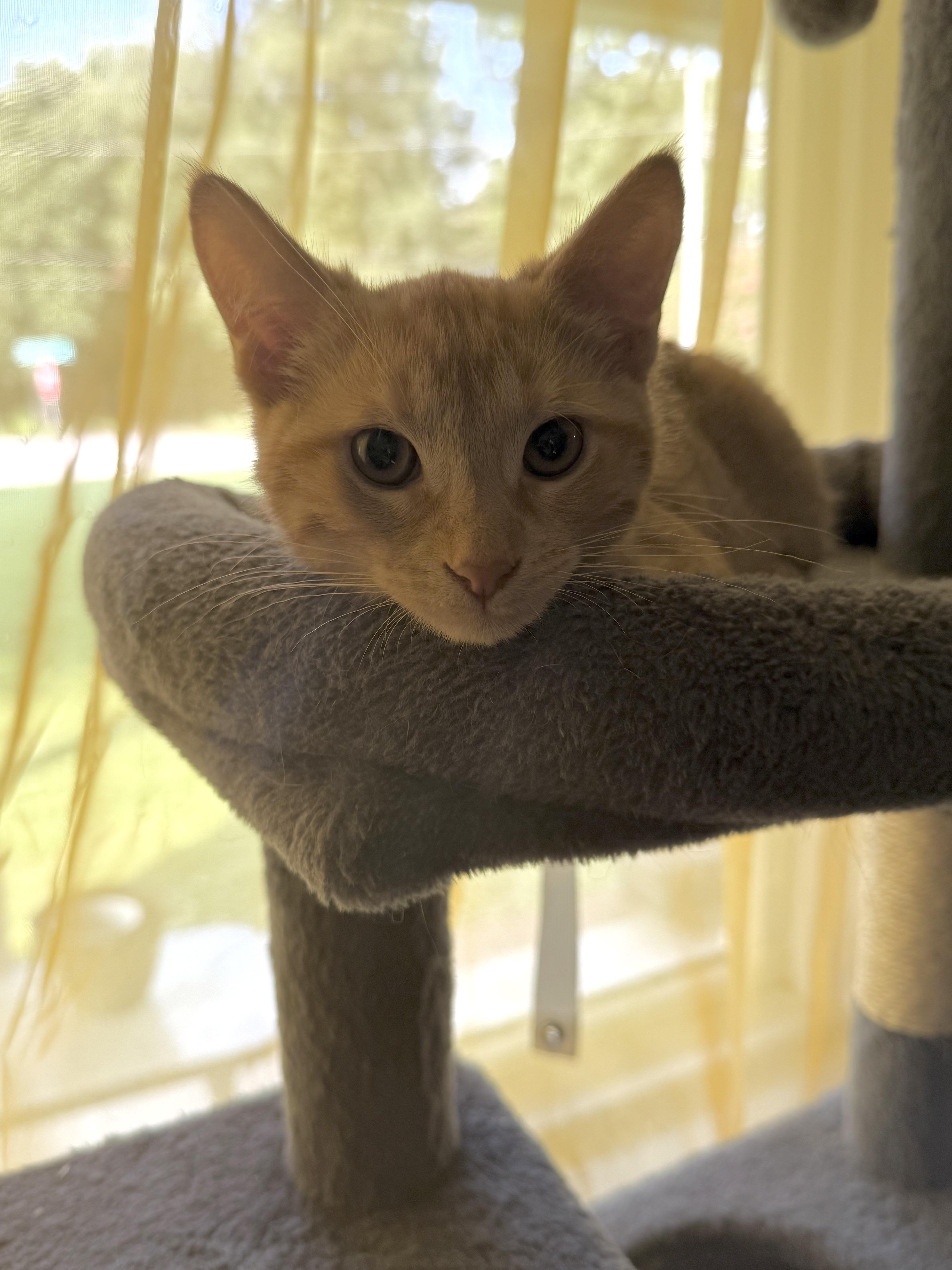 Gnocchi, a ADOPTABLE Tabby in Murray, KY image 3/6