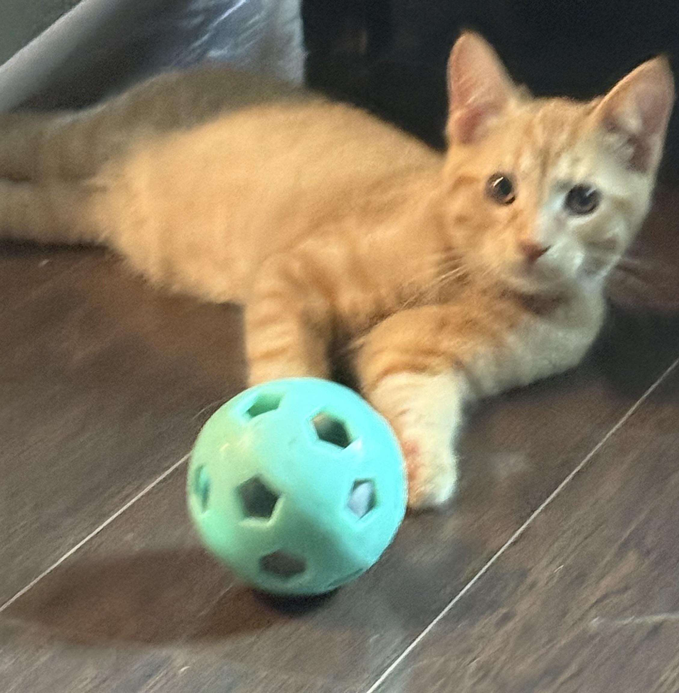 Gnocchi, a ADOPTABLE Tabby in Murray, KY image 2/6
