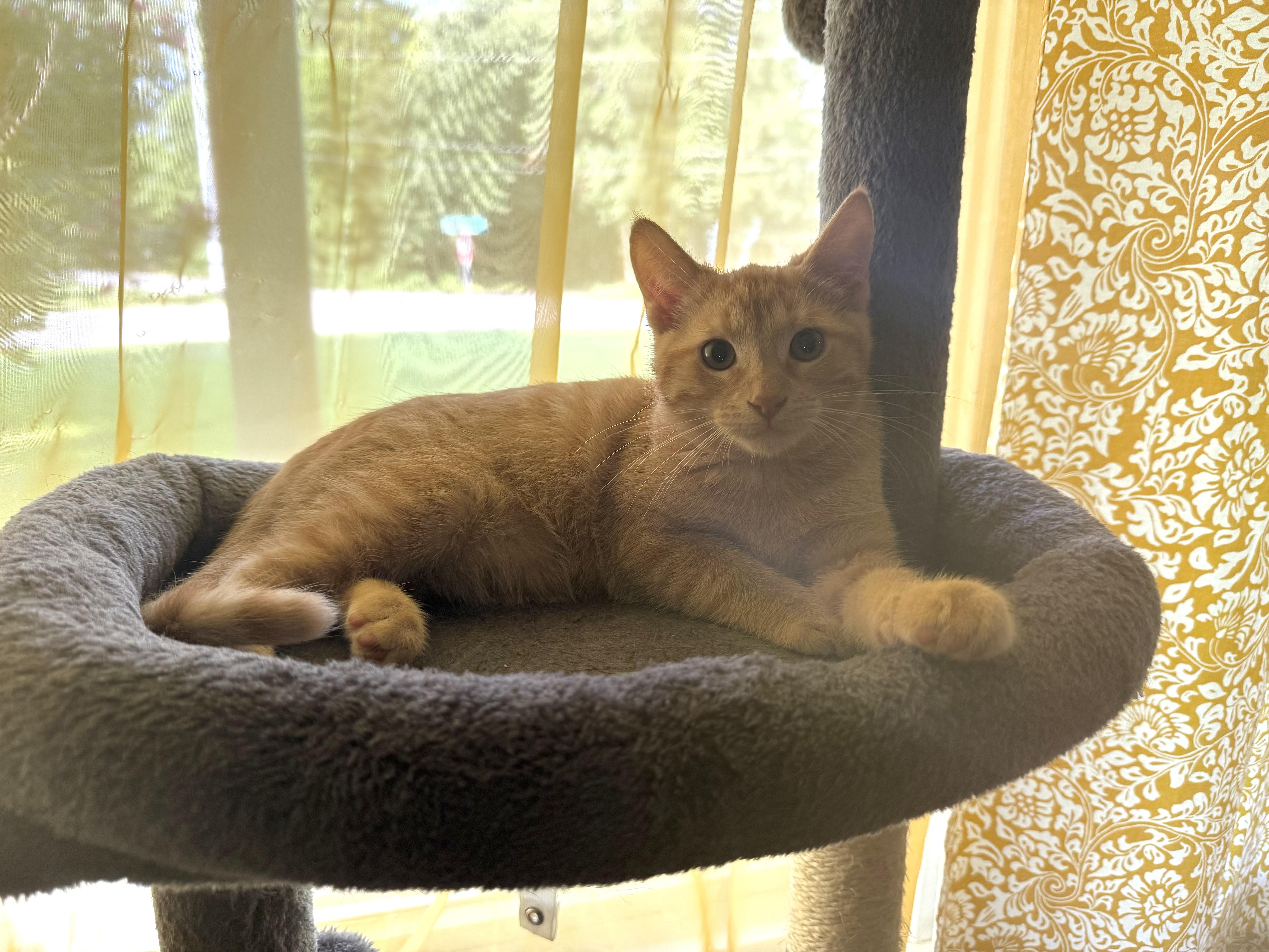 Gnocchi, a ADOPTABLE Tabby in Murray, KY image 1/6