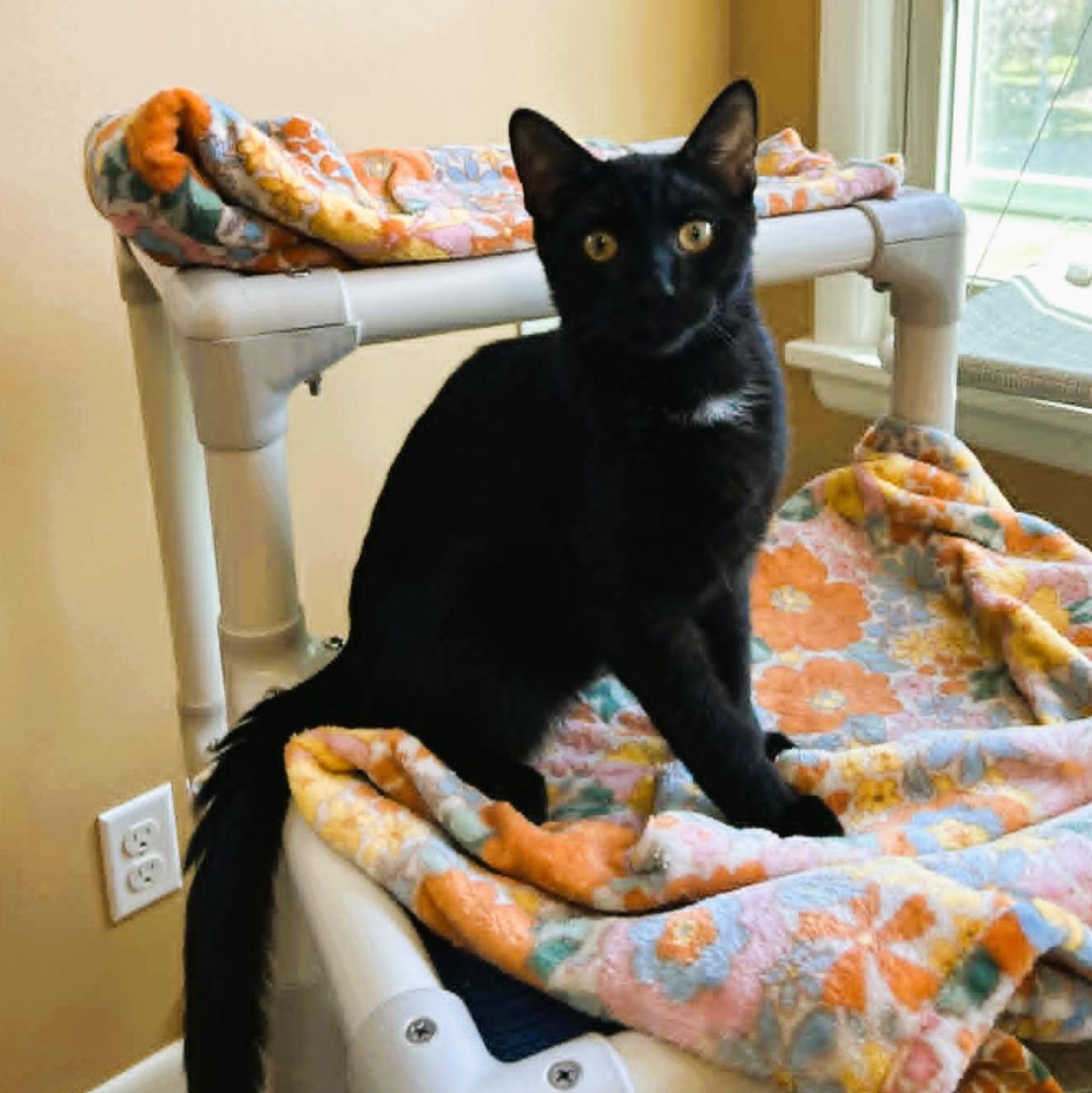 Hudson - Lap Lover, adopted, Kitten Male Domestic Short Hair.