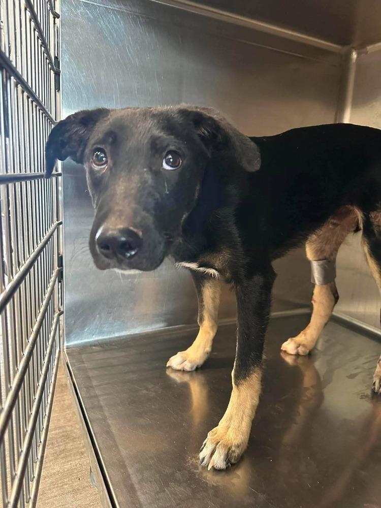 Dante, Adoptable, Puppy Male German Shepherd Dog.