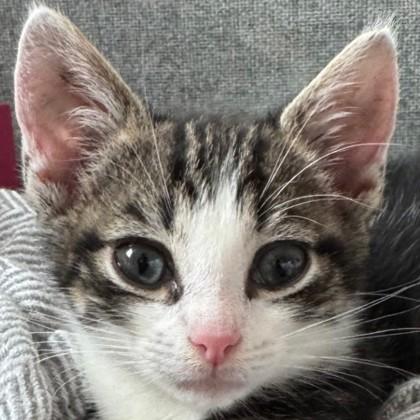 Enlarge Turkey Trot, a Adoptable Domestic Short Hair in Pleasanton, CA image 1/3