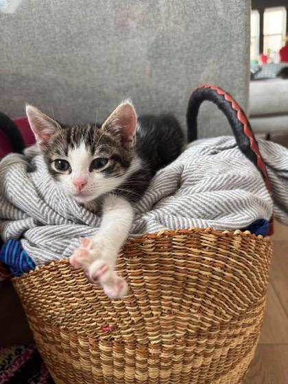 Enlarge Turkey Trot, a Adoptable Domestic Short Hair in Pleasanton, CA image 2/3