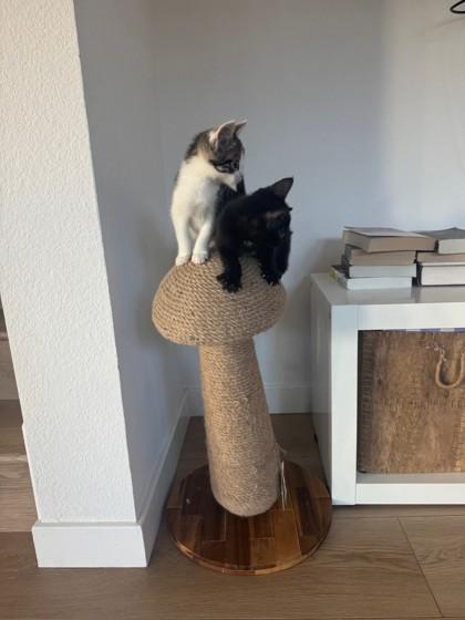 Enlarge Turkey Trot, a Adoptable Domestic Short Hair in Pleasanton, CA image 3/3