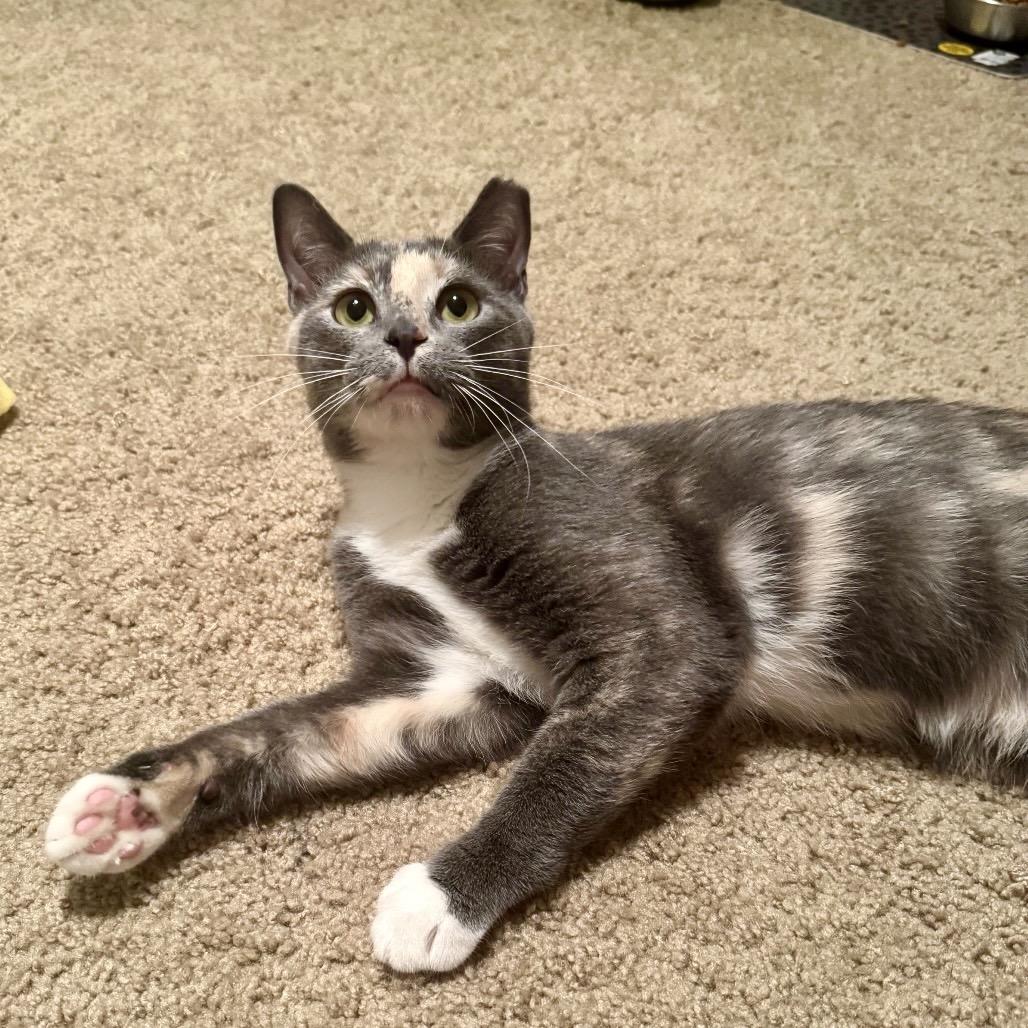 Enlarge Moana, a Adoptable Domestic Short Hair in Gibsonia, PA image 1/6