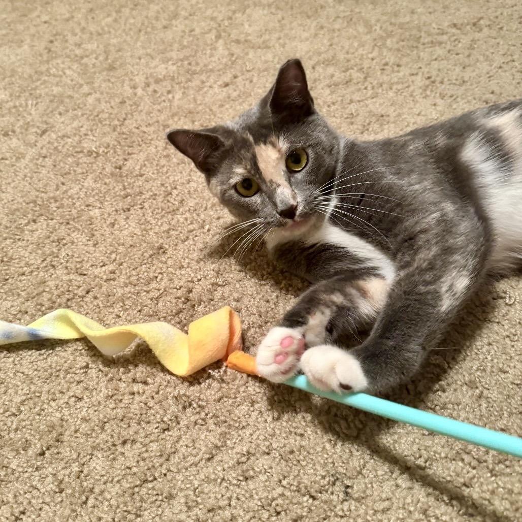 Enlarge Moana, a Adoptable Domestic Short Hair in Gibsonia, PA image 3/6