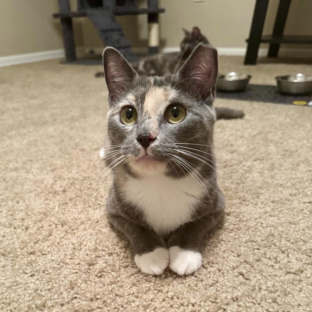 Enlarge Moana, a Adoptable Domestic Short Hair in Gibsonia, PA image 4/6