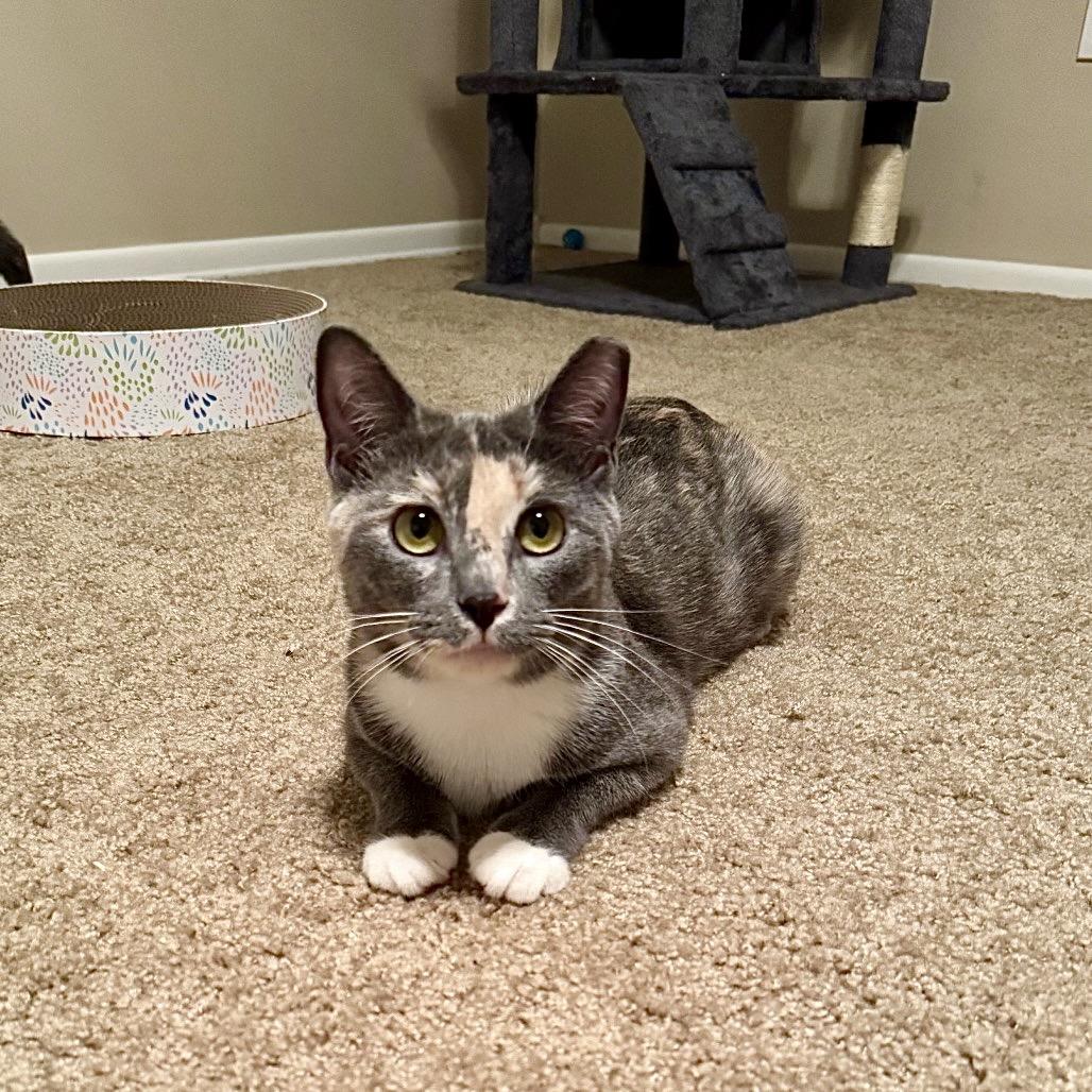 Enlarge Moana, a Adoptable Domestic Short Hair in Gibsonia, PA image 5/6