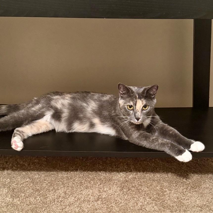 Enlarge Moana, a Adoptable Domestic Short Hair in Gibsonia, PA image 6/6