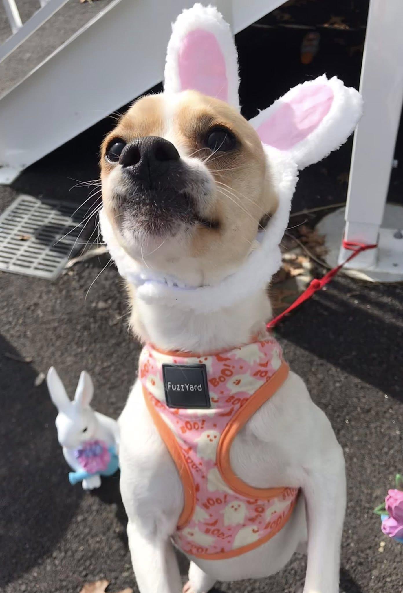 Enlarge Ralphie, a ADOPTABLE Mixed Breed in Milton, MA image 3/3