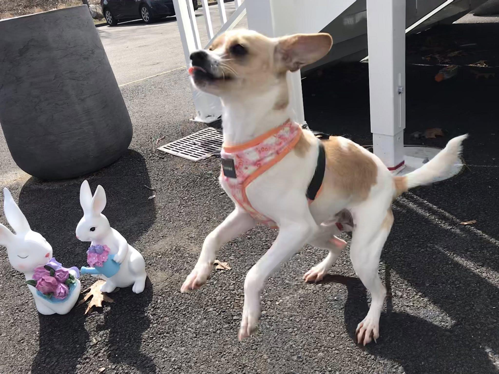 Enlarge Ralphie, a ADOPTABLE Mixed Breed in Milton, MA image 2/3