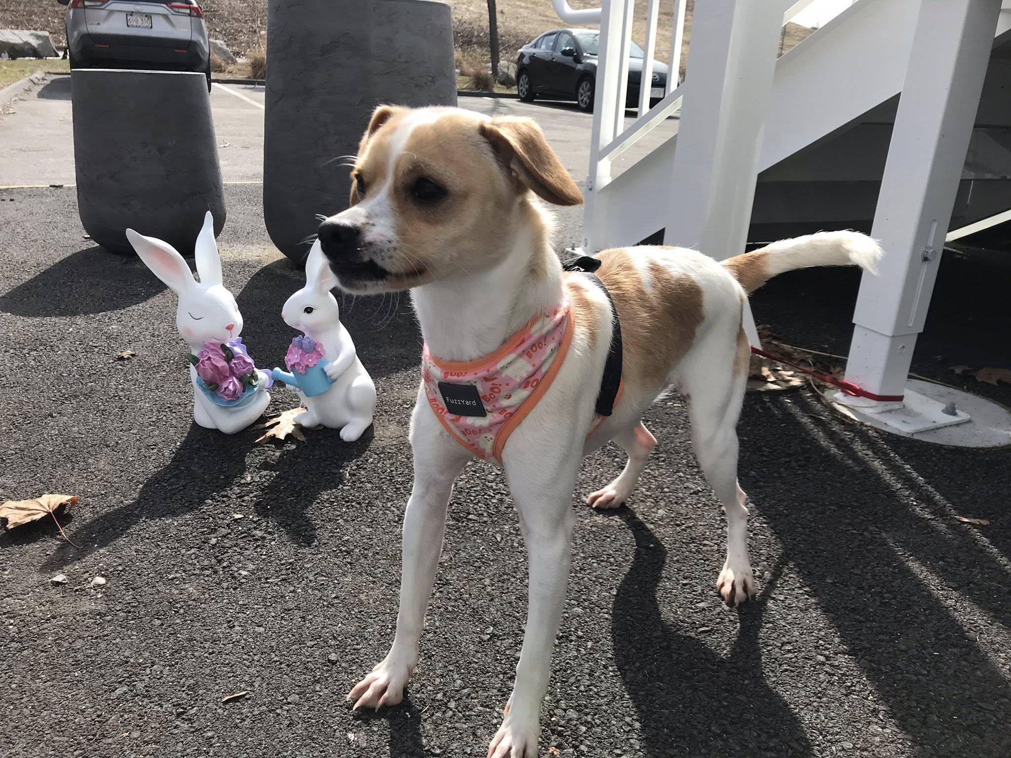 Enlarge Ralphie, a ADOPTABLE Mixed Breed in Milton, MA image 1/3