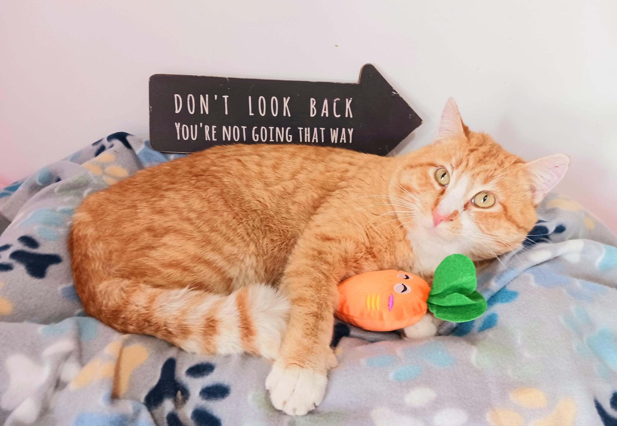 Enlarge Pervical Augustus Flamehart, a ADOPTABLE Tabby in Mesa, AZ image 2/3