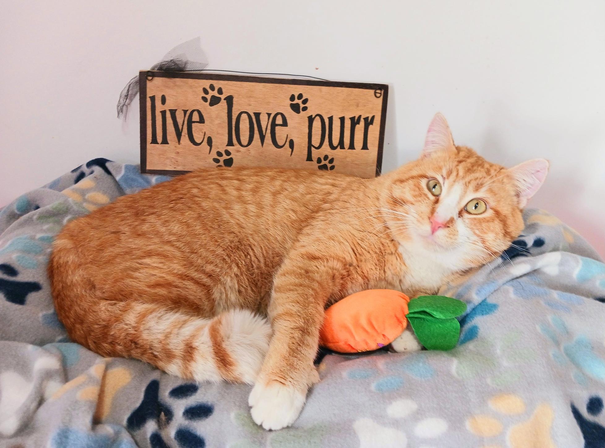 Enlarge Pervical Augustus Flamehart, a ADOPTABLE Tabby in Mesa, AZ image 3/3