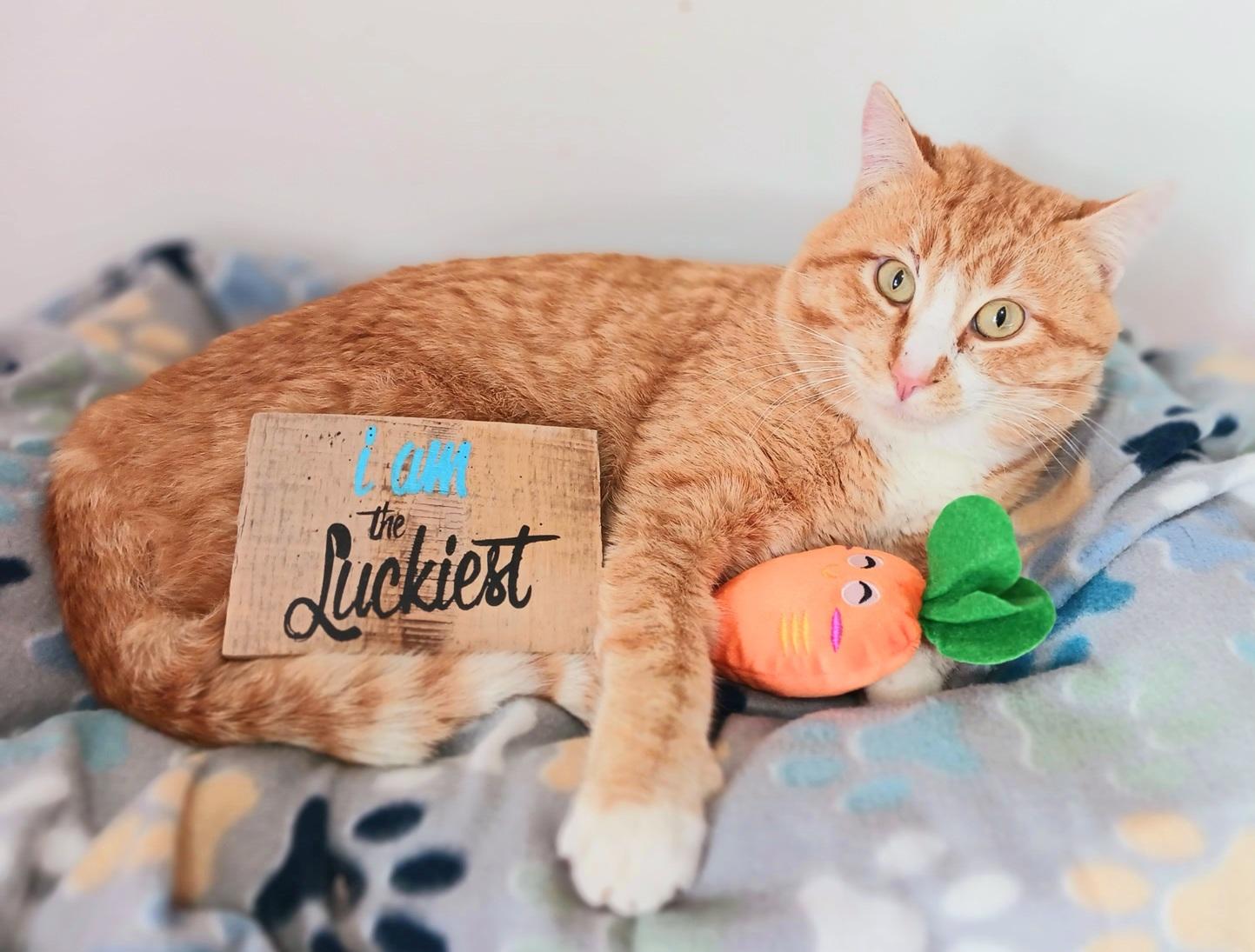 Pervical Augustus Flamehart, ADOPTABLE, Adult Male Tabby.