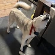 Denali, an adopted Siberian Husky in Traverse City, MI_image-1