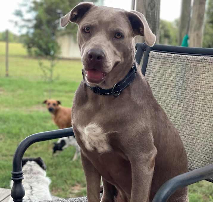 Ahsoka, Adoptable, Adult Female Blue Lacy & Labrador Retriever.