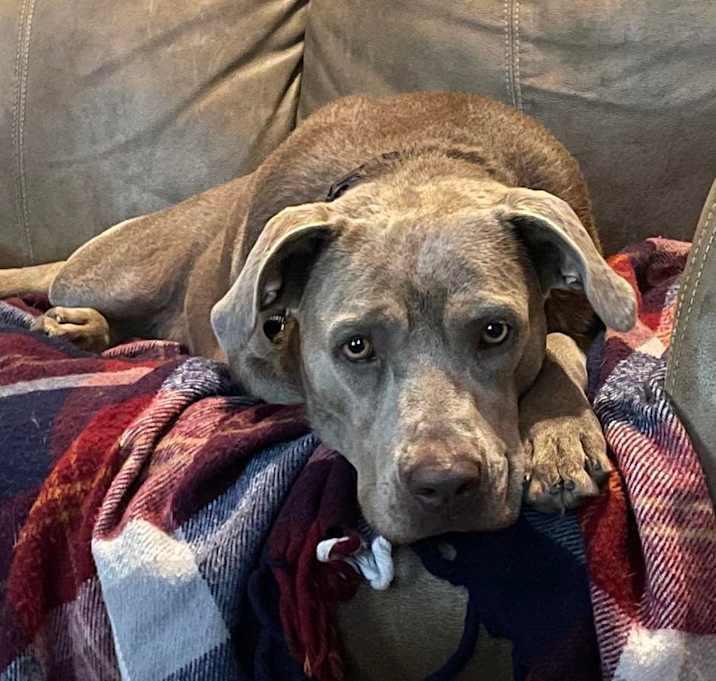 Ahsoka, a Adoptable mixed breed in Brookshire, TX image 2/4