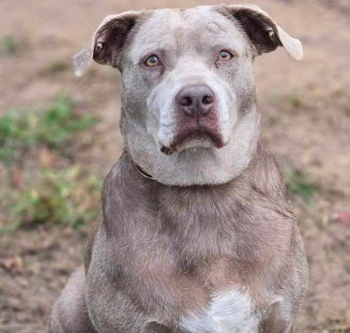Ahsoka, a Adoptable mixed breed in Brookshire, TX image 3/4