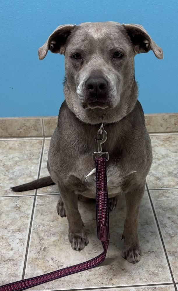 Ahsoka, a Adoptable mixed breed in Brookshire, TX image 5/6