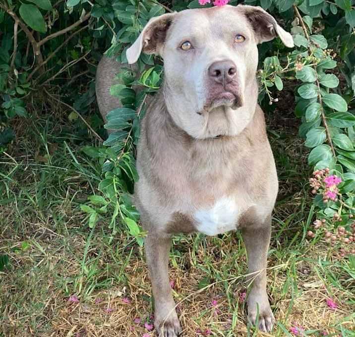 Ahsoka, a Adoptable mixed breed in Brookshire, TX image 4/4