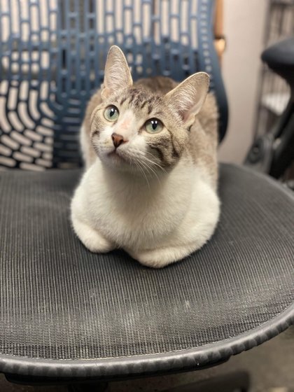 Scarlett, a Adoptable Domestic Short Hair in Visalia, CA image 1/2