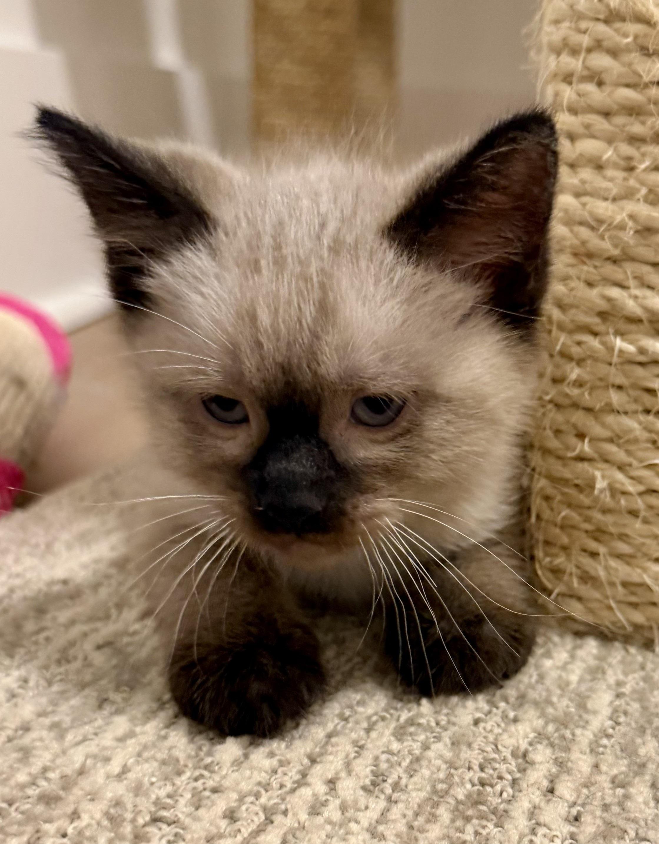 Pikachu, an adopted mixed breed in Saanichton, BC image 1/4