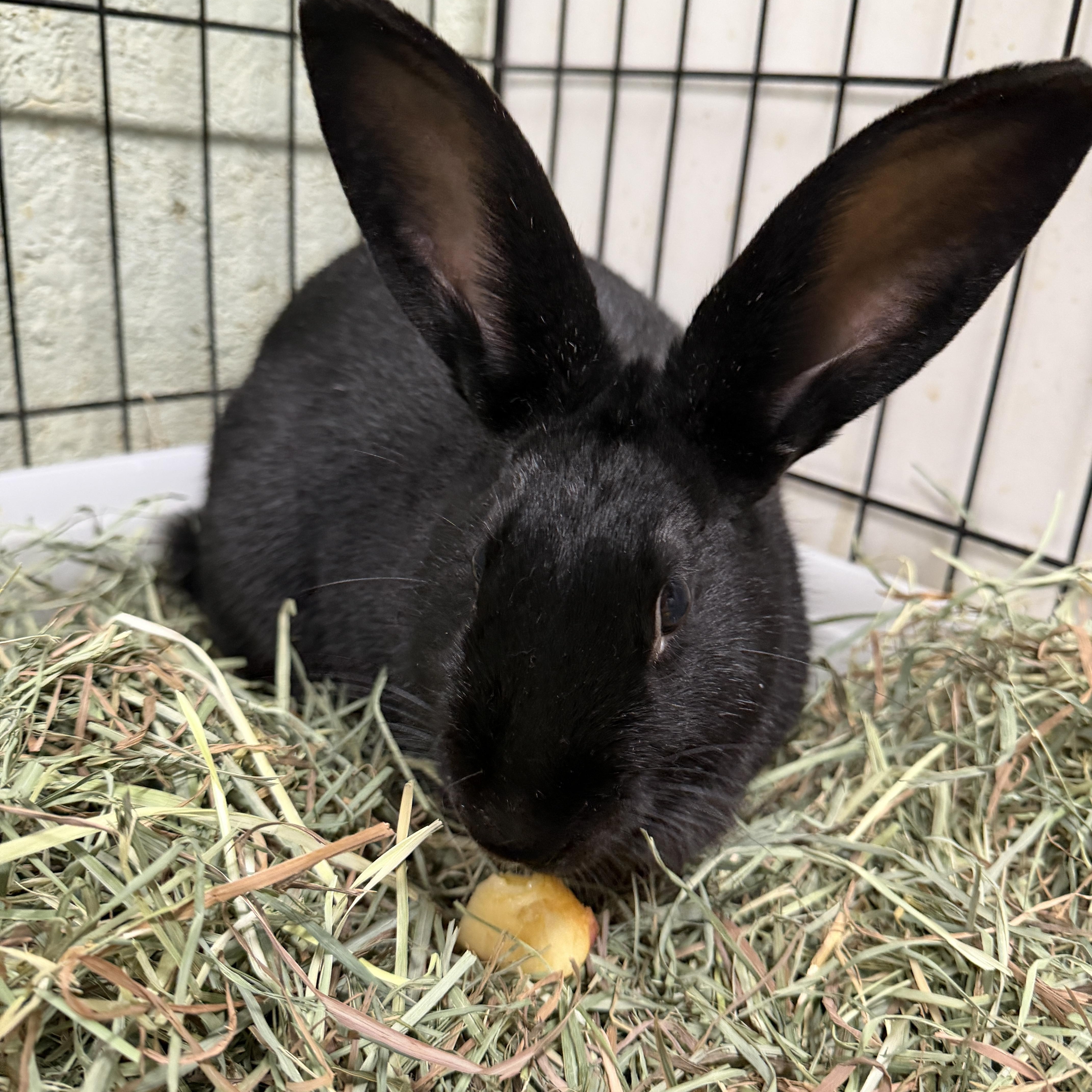 Enlarge Happy (PEN 4), a ADOPTABLE Bunny Rabbit in LAS VEGAS, NV image 1/1