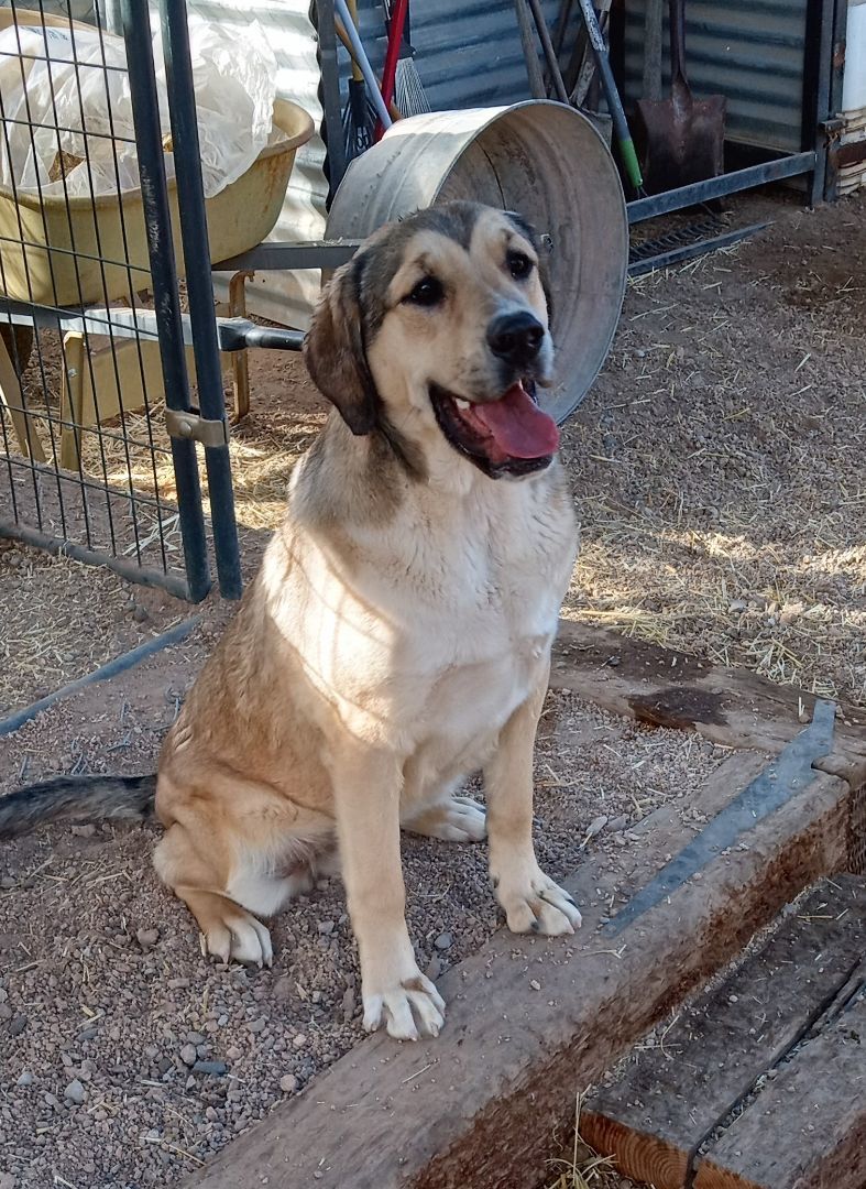 Enlarge Yannis, a Adoptable Shepherd in Golden Valley, AZ image 1/2