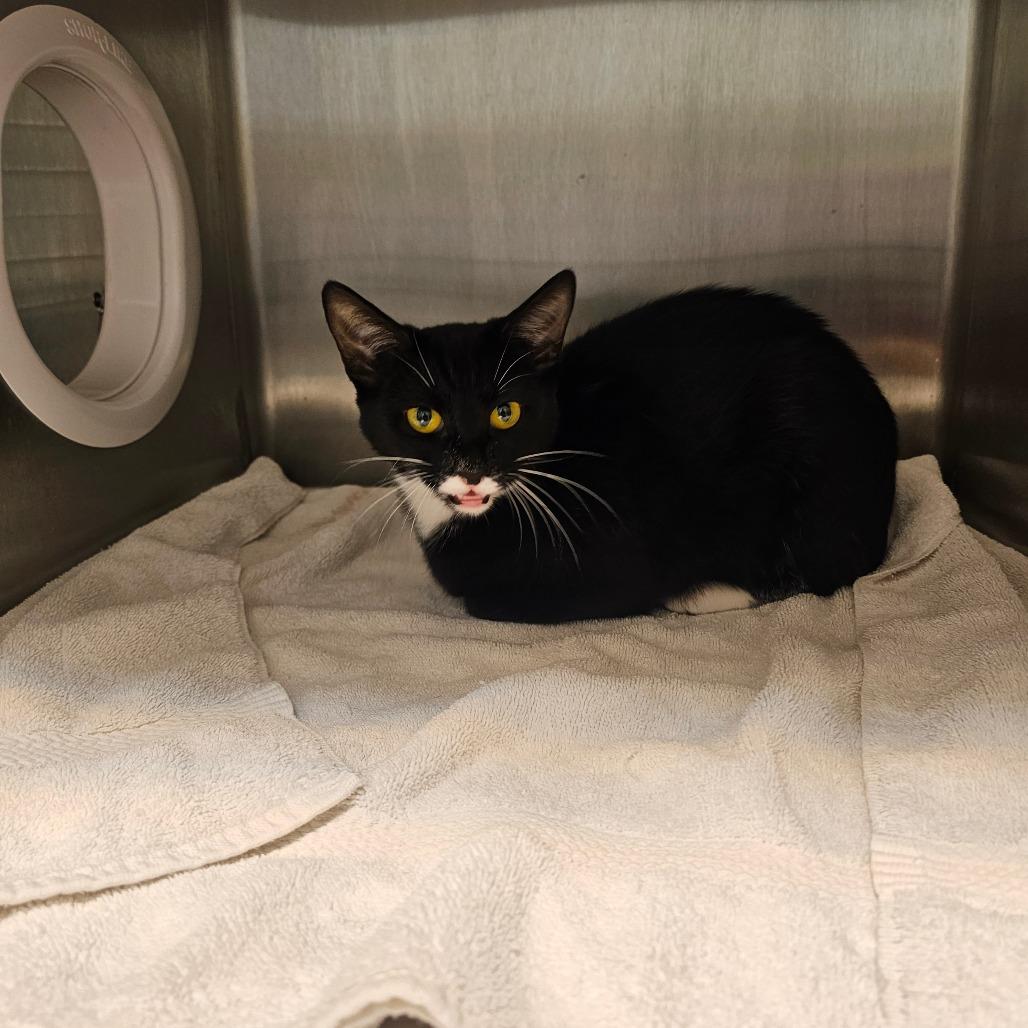 Baby, Adoptable, Young Female Domestic Short Hair.