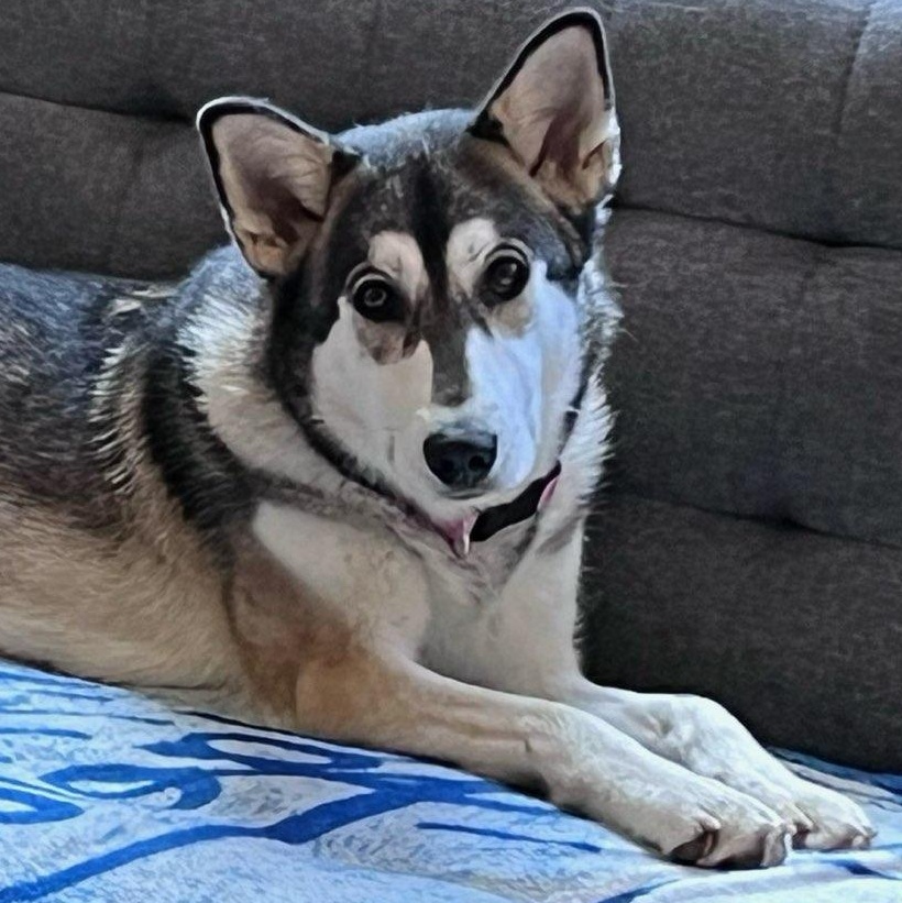 Cider, Adoptable, Young Female Siberian Husky.