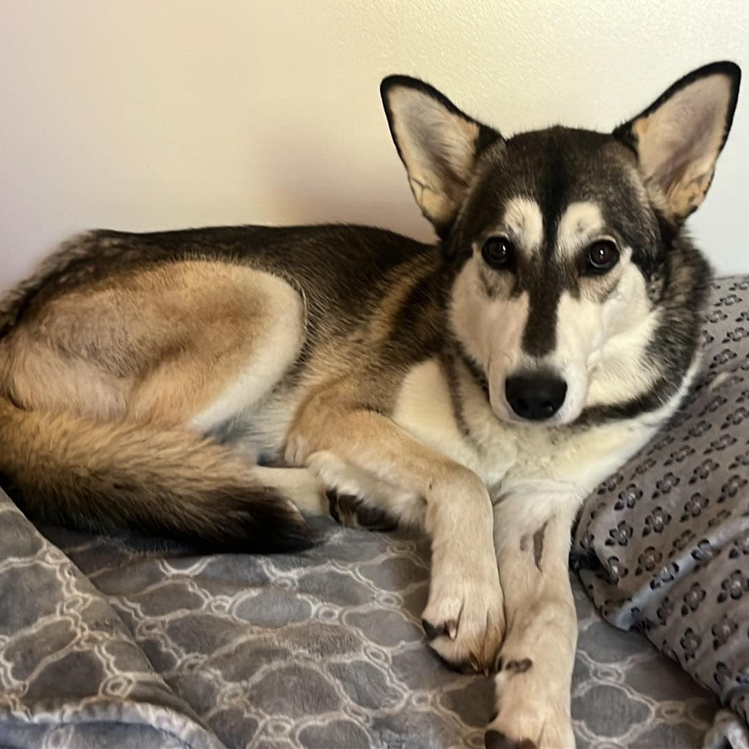 Cider, a Adoptable Siberian Husky in Denver, CO image 2/2