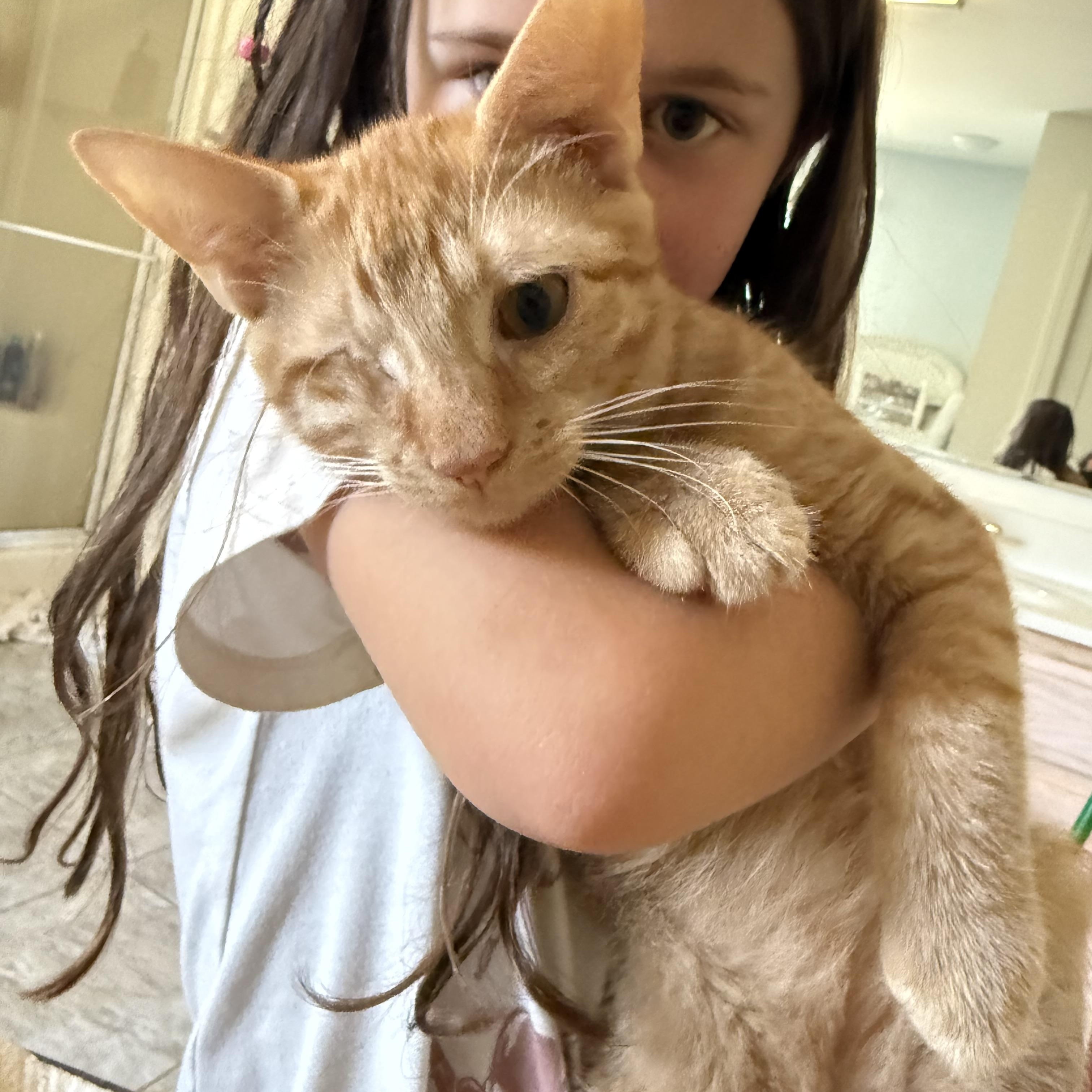 Persimmon, Adoptable, Young Male Domestic Short Hair.