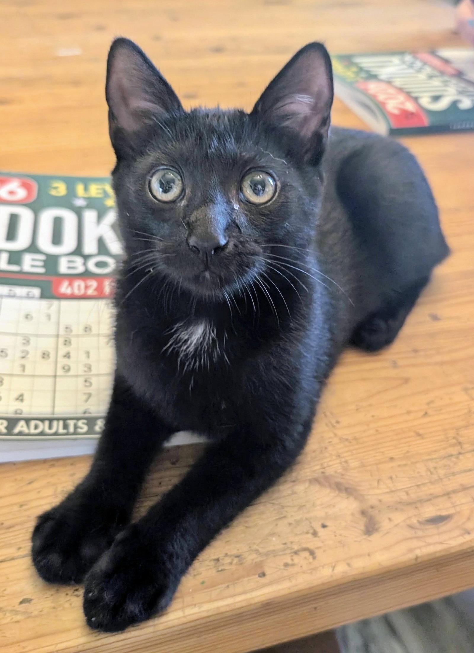 Obsydian, Adoptable, Kitten Male Bombay & Domestic Short Hair.