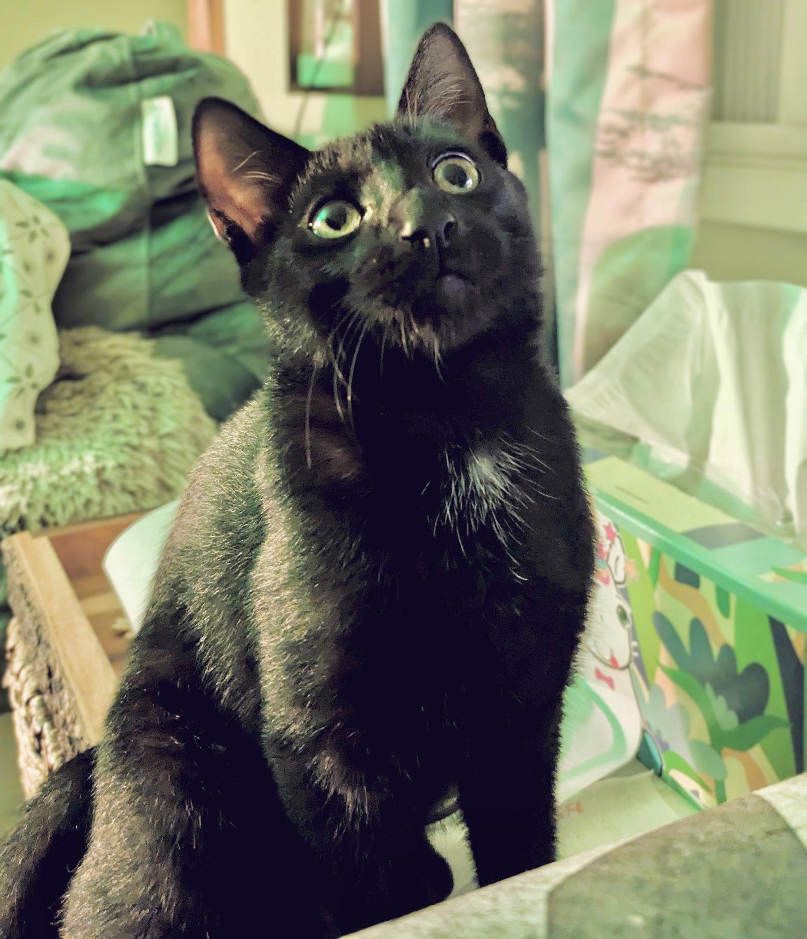 Enlarge Obsydian, a Adoptable mixed breed in Laguna Niguel, CA image 3/3