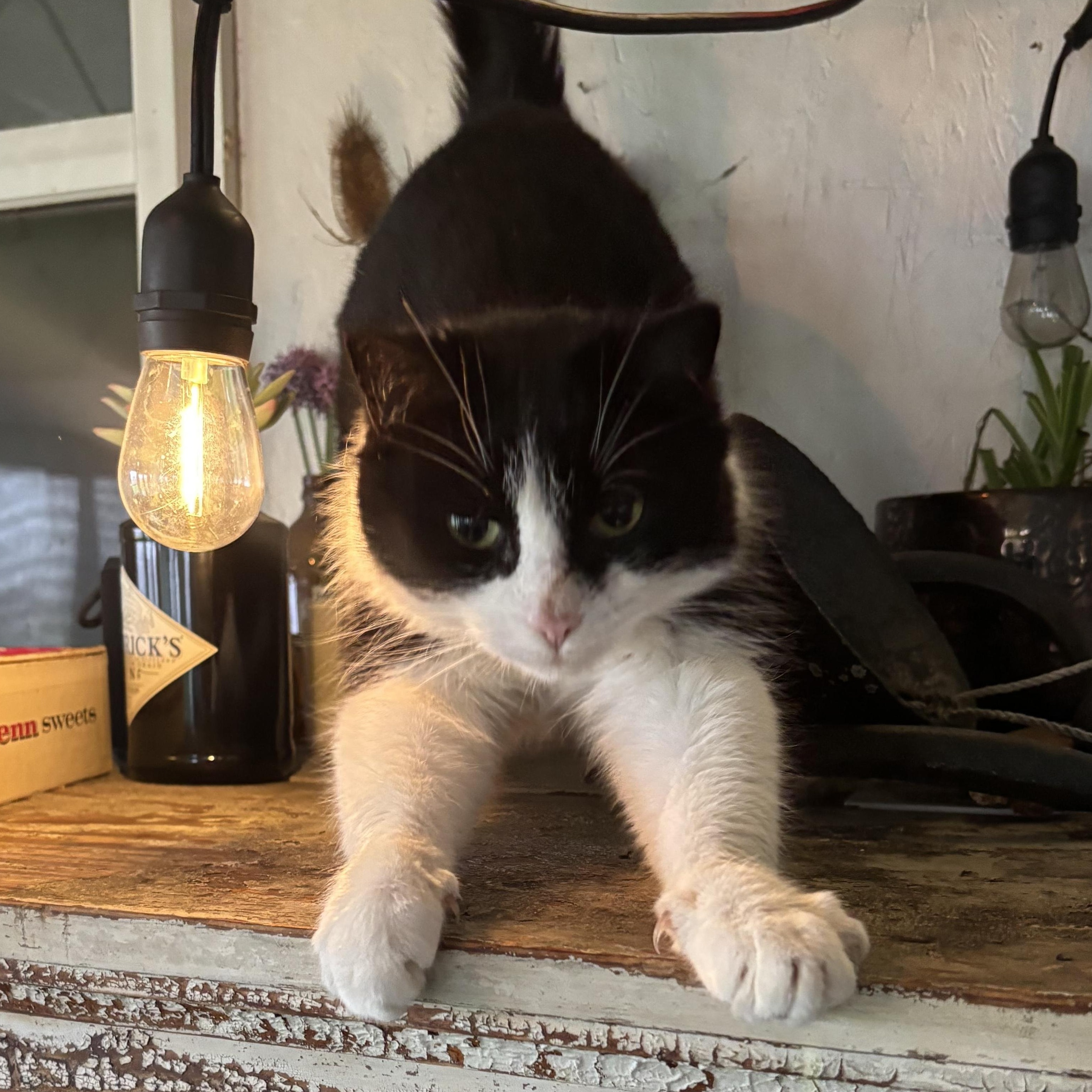 Enlarge Bronze, a Adoptable Domestic Short Hair in East Amherst, NY image 3/6