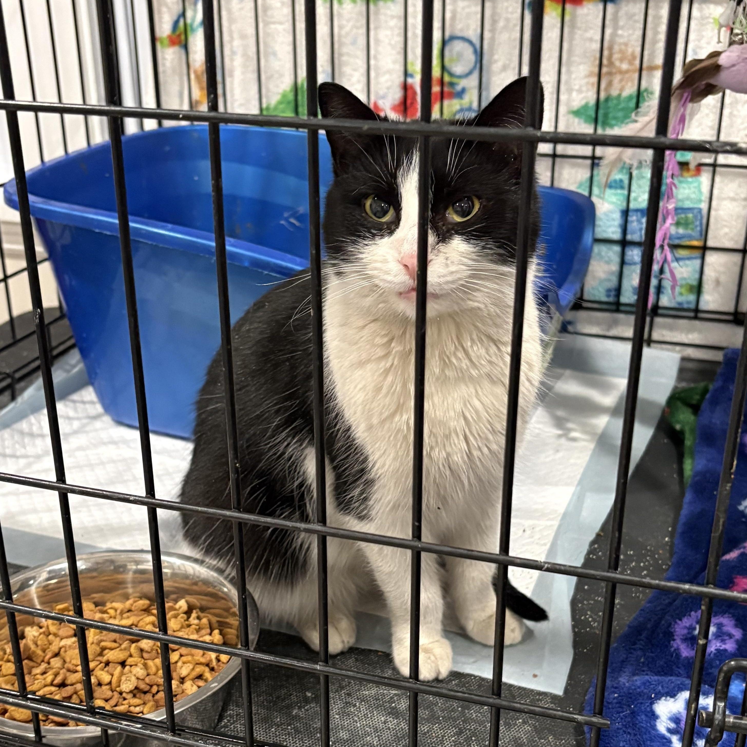 Enlarge Bronze, a Adoptable Domestic Short Hair in East Amherst, NY image 6/6